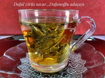 DOĞAL ADAÇAYI DOĞAL ADAÇAYI