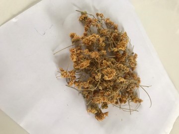 Ihlamur Çiçek Ihlamur Çiçek