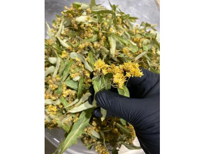 Ihlamur Çiçek Ihlamur Çiçek